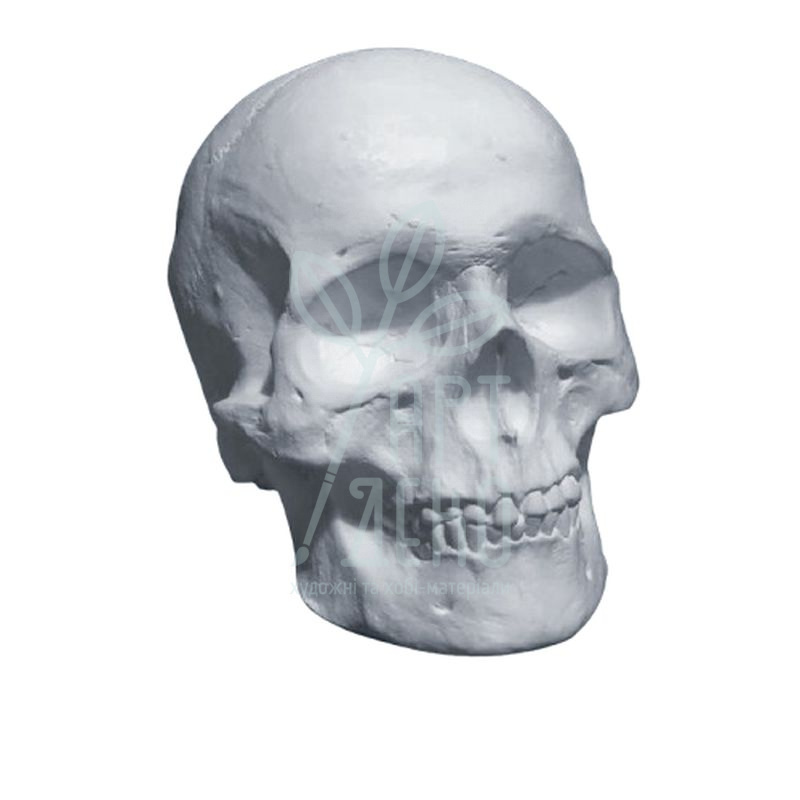 Гіпсова фігура "Череп", 16х16,5х22 см, Україна