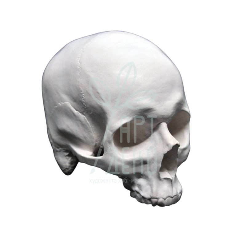 Гіпсова фігура "Череп" без нижньої щелепи, 18х16,5х12 см, Україна