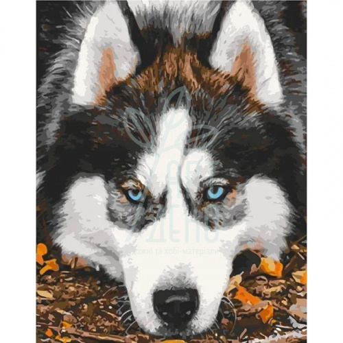 Набір для розпису за номерами "Засмучений хаскі", 40х50 см, ArtCraft