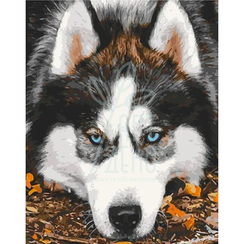 Набір для розпису за номерами "Засмучений хаскі", 40х50 см, ArtCraft