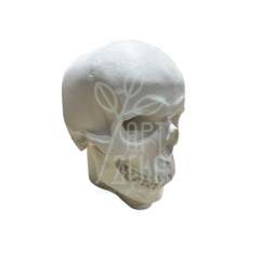 Гіпсова фігура "Череп натуралістичний", 21х14х18 см, Україна