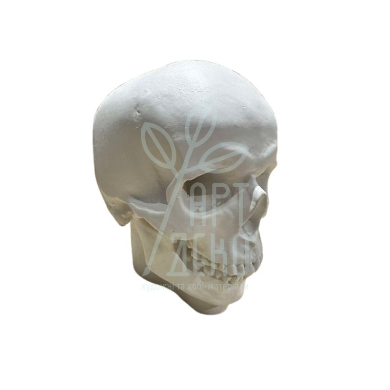 Гіпсова фігура "Череп натуралістичний", 21х14х18 см, Україна