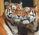 Набір для розпису за номерами "Закохані тигри", 35х45 см, ROSA START