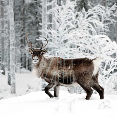 Серветка для декупажу "Wintering", 33х33 см, Нідерланди