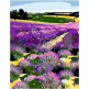 Набір для розпису за номерами "Квітуче лавандове поле", 35х45 см, ROSA START