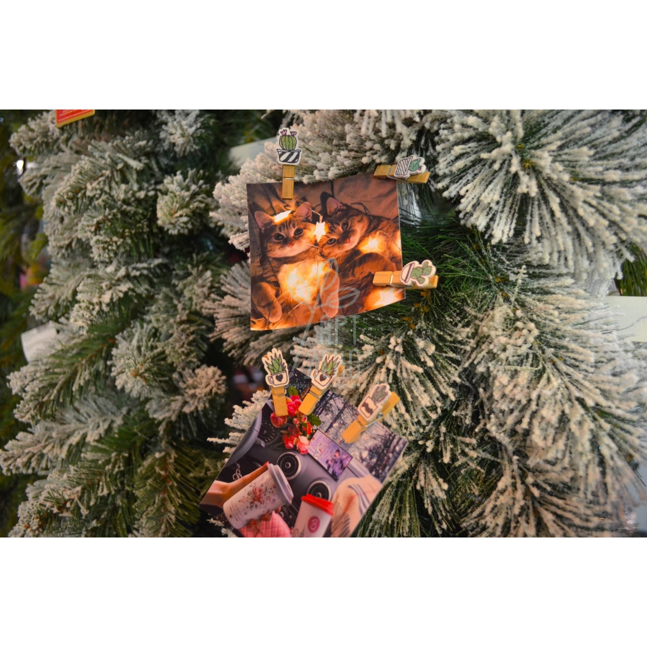 Набір прищіпок декоративних дерев'яних "Fashion cacti", 3,5 см, 6 шт., Santi