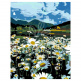 Набір для розпису за номерами "Ромашкове поле", 35х45 см, ROSA START