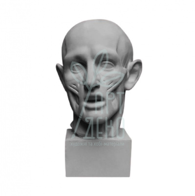 Гіпсова фігура "Голова екорше Гудона", на підставці,  31х21х24 см, Україна